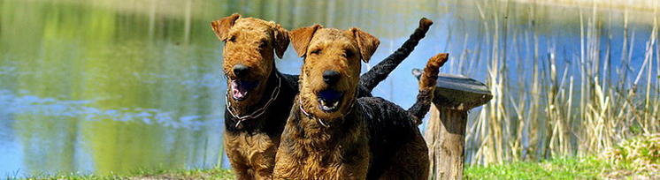 2 Airedales
