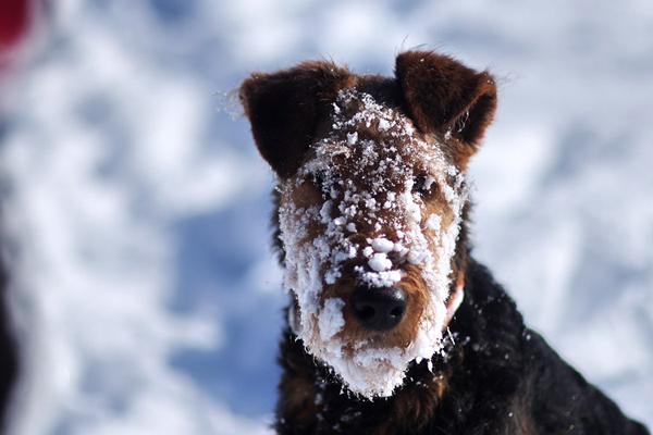 Terrier im Schnee